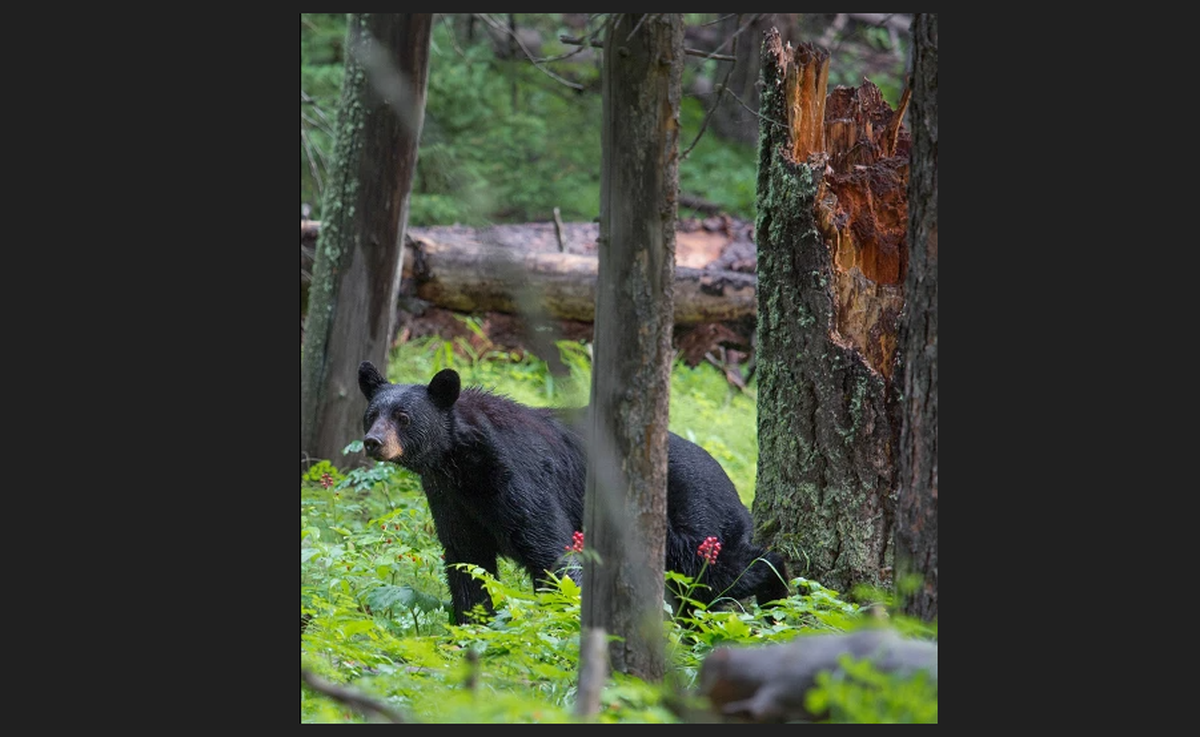 Buncombe County’s worsening bear problem is due to a confluence of factors, including growth, proximity to a natural bear habitat and a lot of people who are not taking the problem seriously, experts say.