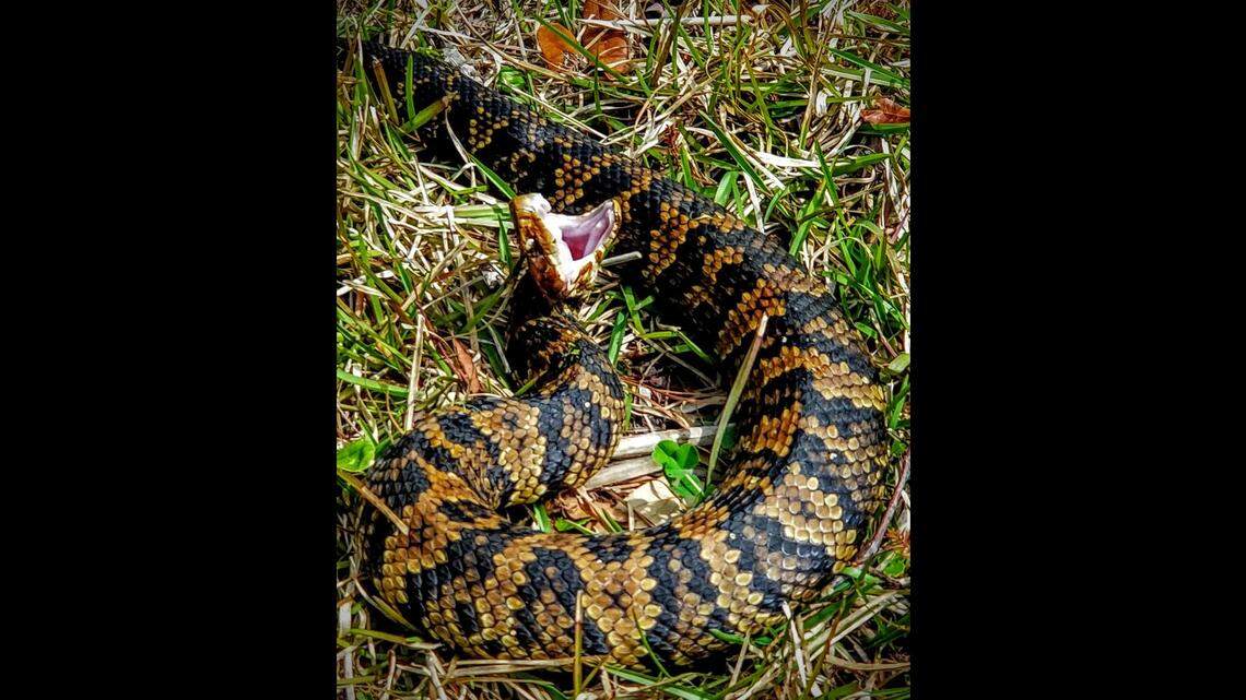 Kathy Sykes noticed immediately that this cottonmouth seen at Brunswick Town was unusually colorful.