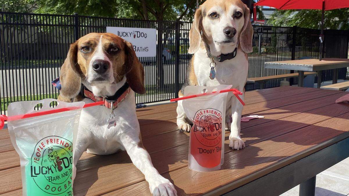 Courtney Borkowski’s dogs Snoopy and Allie enjoy Luck Dog Bark & Brew’s patio.