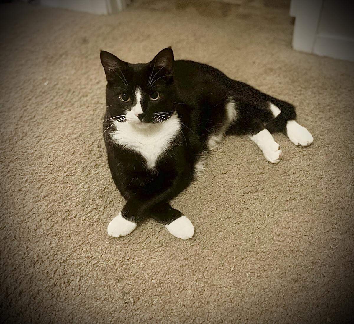 Mister was named a finalist in The Charlotte Observer’s “cutest cat in Charlotte” contest in fall 2024.