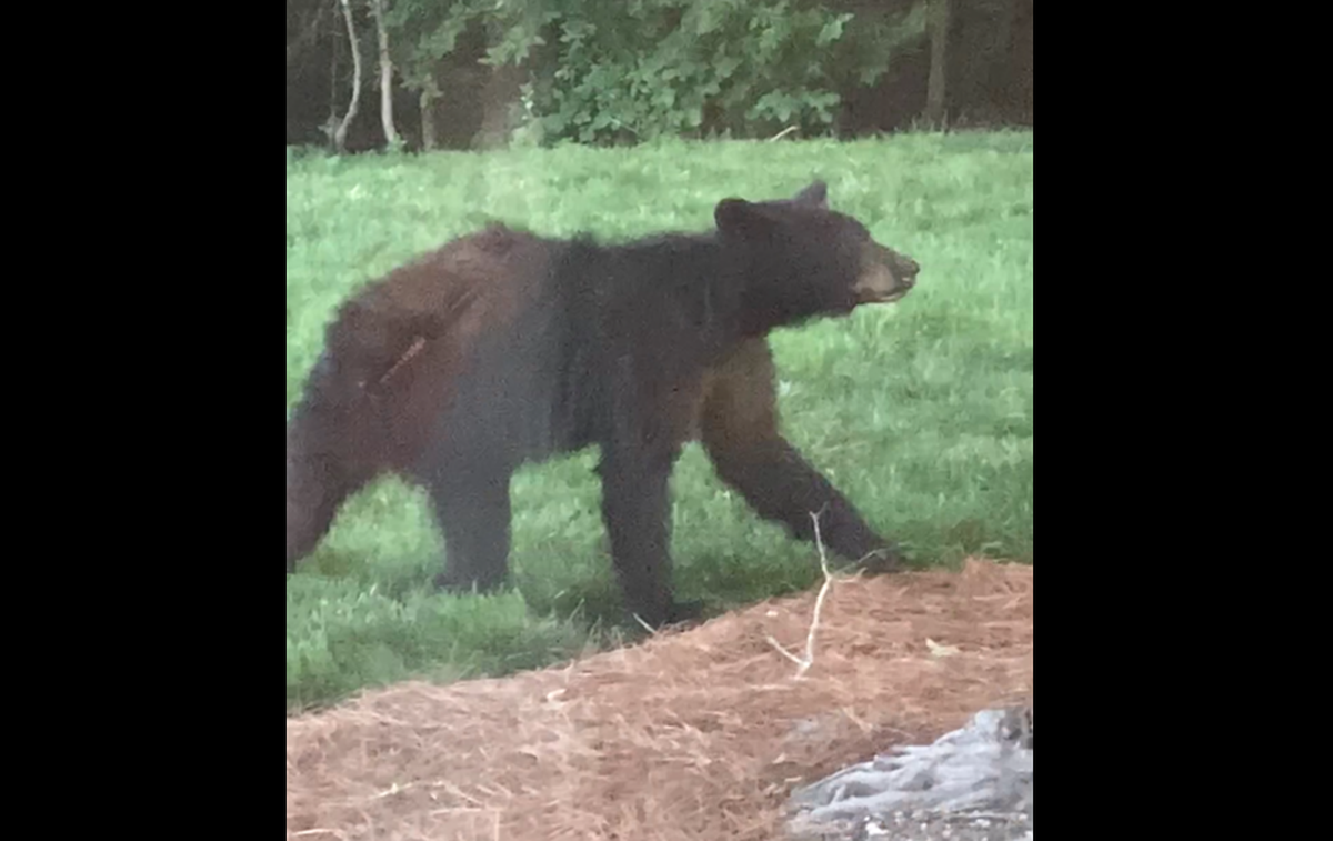 This is the bear that was recorded at a home in the Charlotte area. It was seen trying to get food from a bird feeder, officials said. Bear sightings are rare in the Piedmont. 