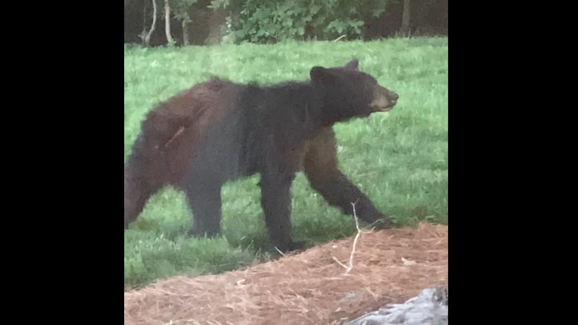 Black bear in Charlotte wandered through Highland Creek, state says. See video