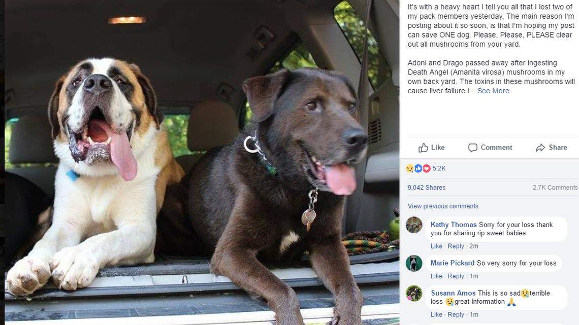 These are the two dogs that died after reportedly eating the mushrooms in a Raleigh yard.