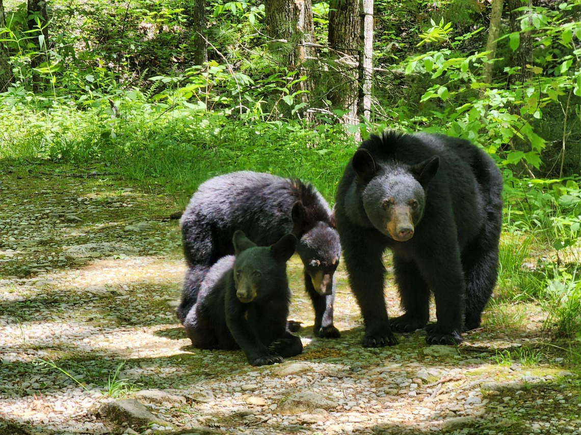 Bears gather around dog food that someone left in Great Smoky Mountains National Park in May 2022. A bear scratched a tourist through the open window of a car in the national park, rangers said Saturday.