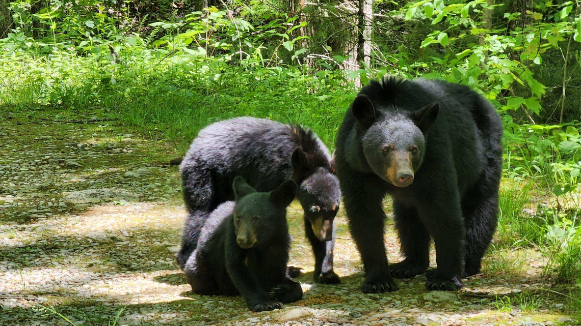 Bears gather around dog food that someone left in Great Smoky Mountains National Park in May 2022. A bear scratched a tourist through the open window of a car in the national park, rangers said Saturday.