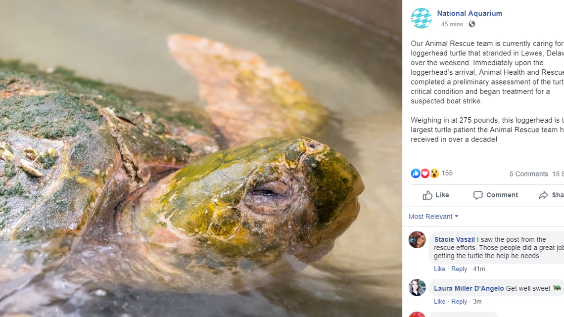 The National Aquarium says the turtle weighs 275 pounds and is “the largest turtle patient the Animal Rescue team has received in over a decade.”