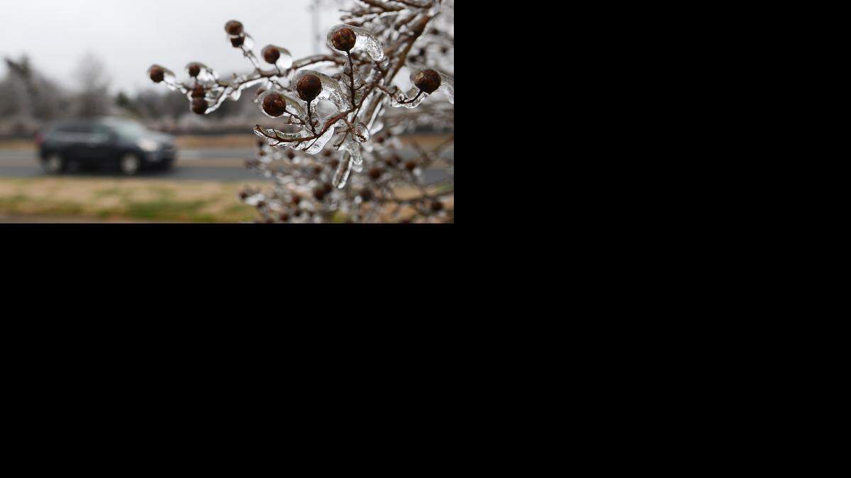 
File Photo: Freezing rain accumulated on bushes and trees north of Charlotte.
