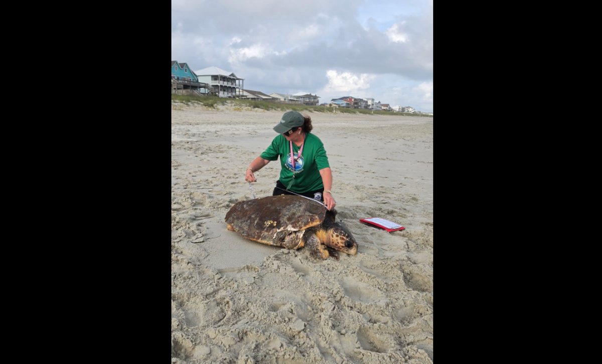 The turtle weighed in excess of 200 pounds, and one of its front flippers showed evidence of the boat strike, the patrol says.