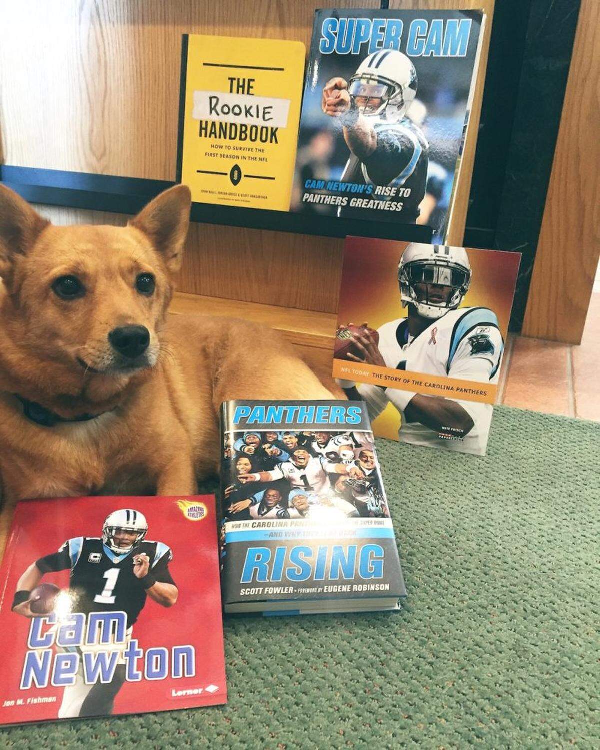 Yola is the resident dog at Park Road Books.