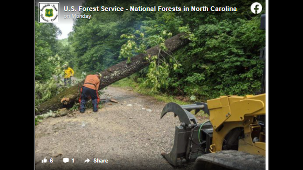 This tree on Cowee Bald Road in the NC mountains had a large hornets nest. The nest had to be removed before crews could remove the tree.
