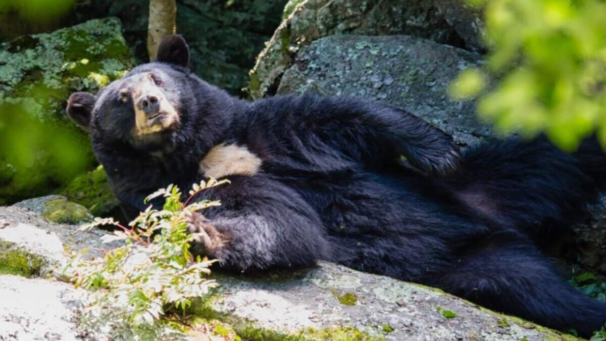 Yonnie, the sweet-toothed black bear in the North Carolina mountains, was humanely euthanized because of severe age-related ailments, officials at the Grandfather Mountain nature park said Friday.