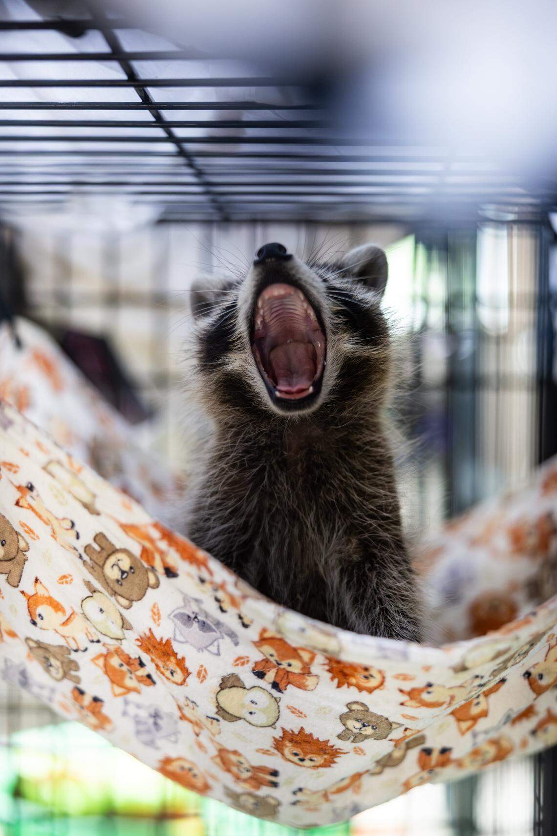A raccoon cub yawns in its hammock at The Carolina Wildlife Conservation Center in Iron Station, N.C., on Tuesday, August 12, 2025.