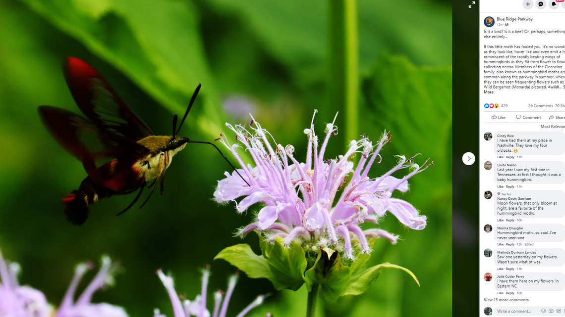 A bird or a bug? Odd hybrid lives along Blue Ridge Parkway | Charlotte ...