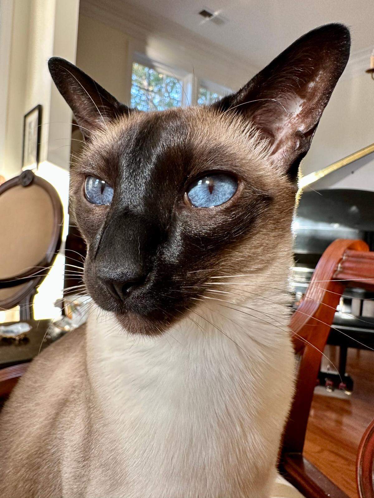Maximilian was named a finalist in The Charlotte Observer’s “cutest cat in Charlotte” contest in fall 2024.