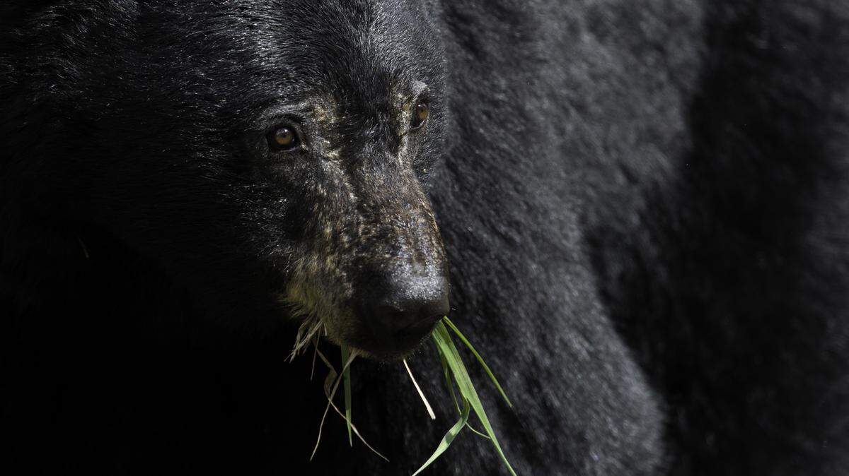 Great Smoky Mountains National Park is home to an estimated 1,900 American black bears, and they can get as large as 600 pounds, the park says. This is not the bear involved in the aggressive incidents at the park.