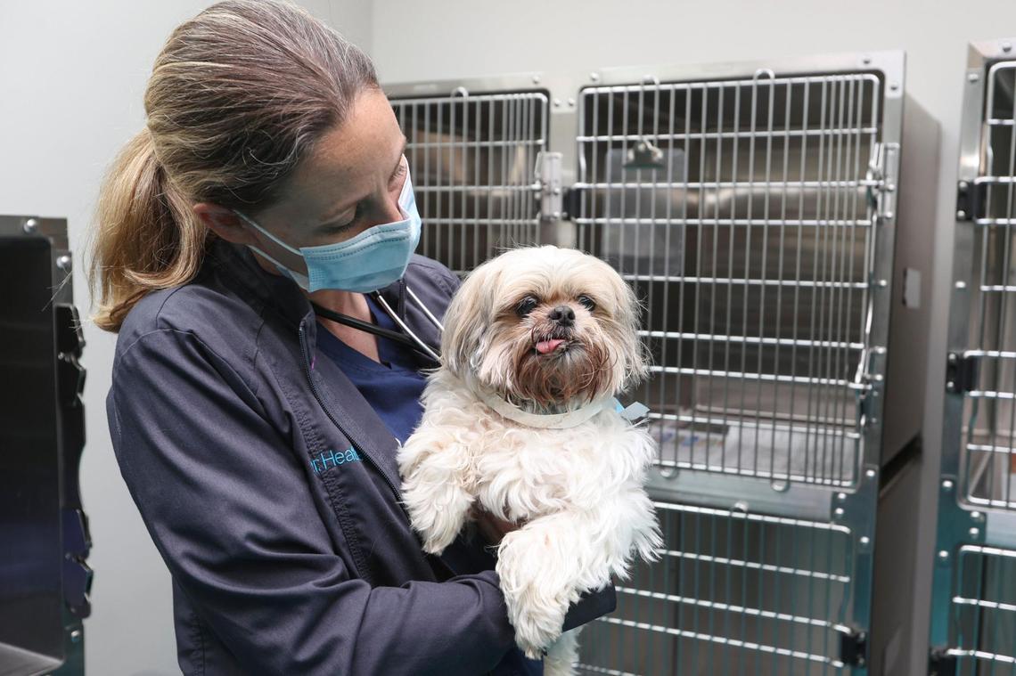 Stand For Animals veterinarian Heather Linen checks on a dog recovering from a dental cleaning in Mooresville on Wednesday, June 23, 2021. Stand for Animals, staffed by licensed veterinarians, veterinary technicians and assistants, performs spay and neuter surgeries each month to facilitate pet adoption and reduce the number of animals euthanized each year.