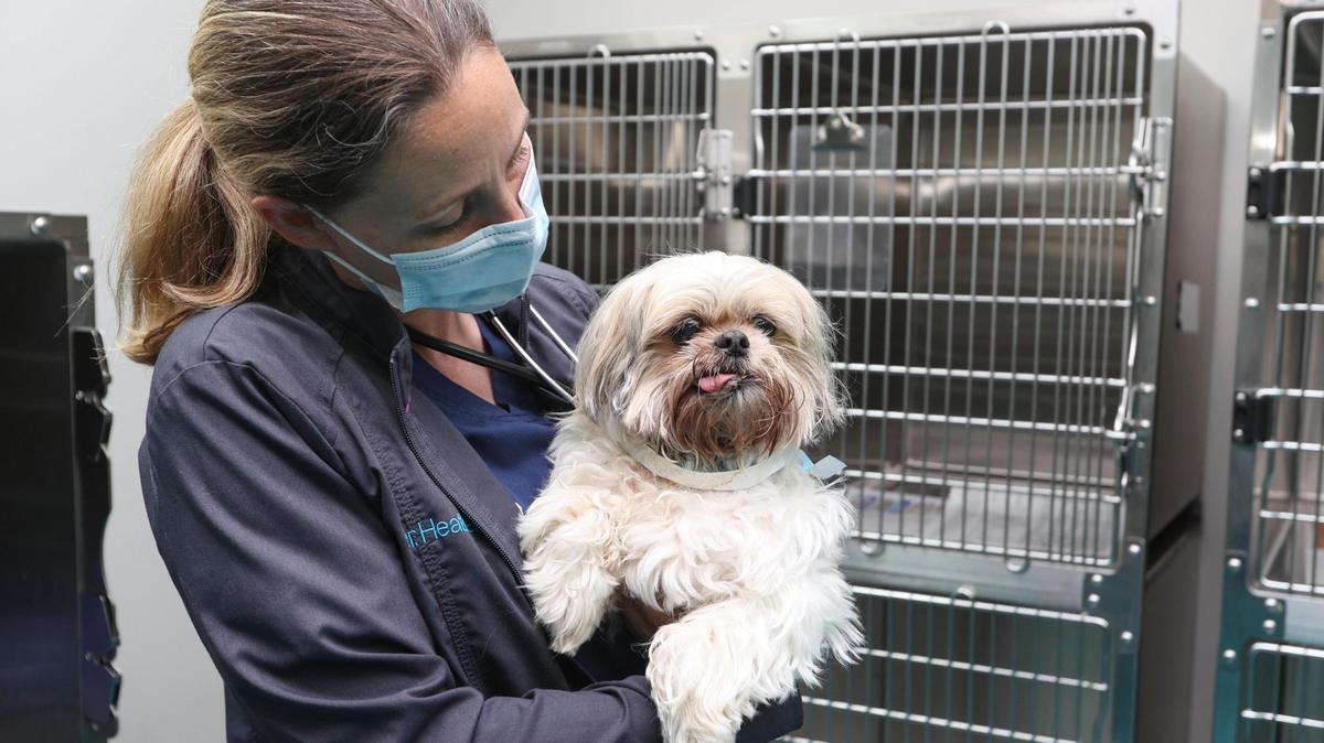 Stand For Animals veterinarian Heather Linen checks on a dog recovering from a dental cleaning in Mooresville on Wednesday, June 23, 2021. Stand for Animals, staffed by licensed veterinarians, veterinary technicians and assistants, performs spay and neuter surgeries each month to facilitate pet adoption and reduce the number of animals euthanized each year.