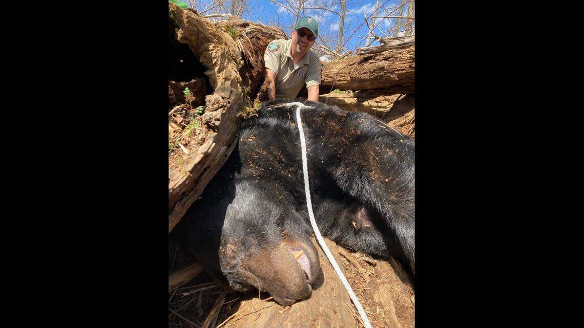 A trash-eating black bear had to be evicted from its home near Tennessee’s Tusculum University, after it topped a robust 500 pounds, according to the Tennessee Wildlife Resources Agency.