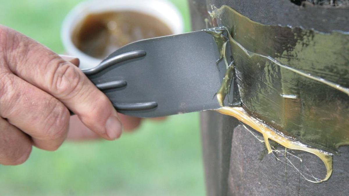 TreesCharlotte, a local nonprofit organization committed to maintaining and expanding the tree canopy of Charlotte, is distributing 200 pounds of donated Tree Tanglefoot Insect Barrier directly to area residents Sataturday.