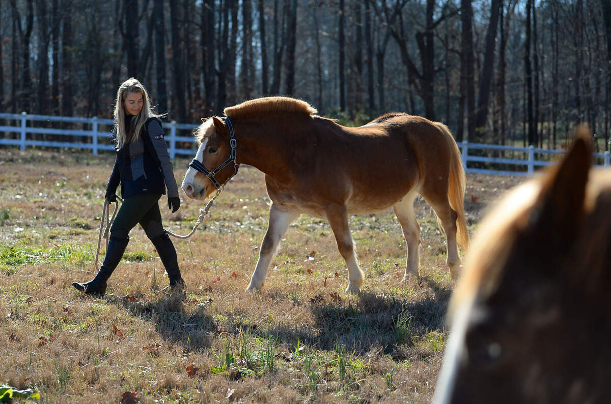 Morgan Fogarty glances back at her pony Macaroni as they walk across a pasture at Kibler Shamrock Farms in Monroe.