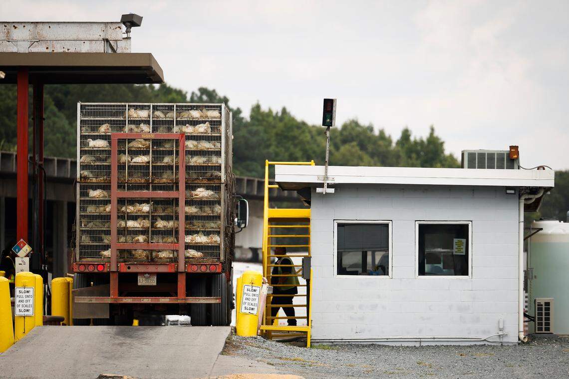 A truck delivers a load of live chickens to the Tyson Foods processing plant in Monroe, N.C.  