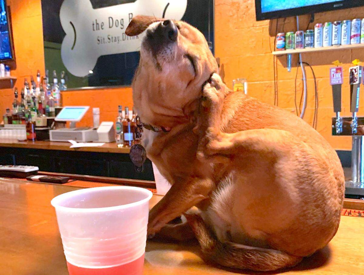 Humans are secondary customers at The Dog Bar, as shown in this file photo.