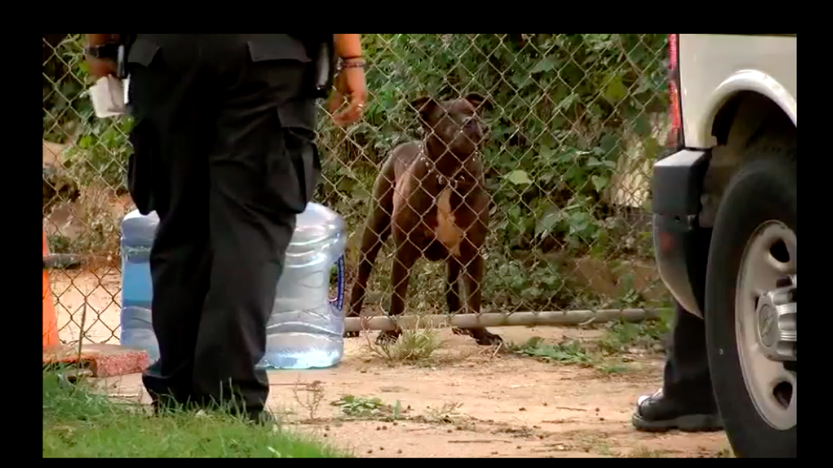 One of the dogs is held before being taken by animal control.