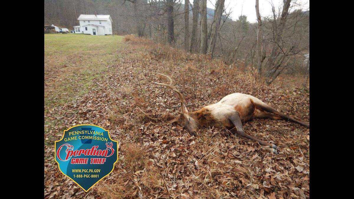 The Pennsylvania Game Commission is continuing to look for tips related to elk killed along the Quehanna Highway in Medix.