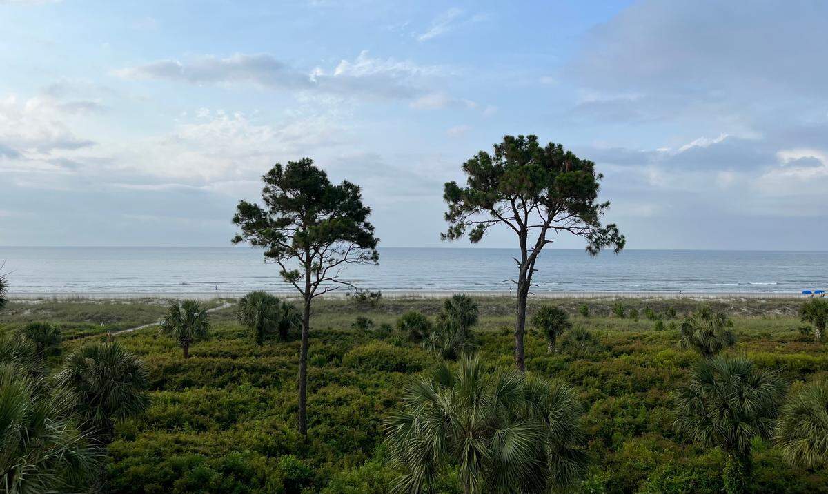 Natural dunes and vegetation buffer the shoreline at Hilton Head Island.