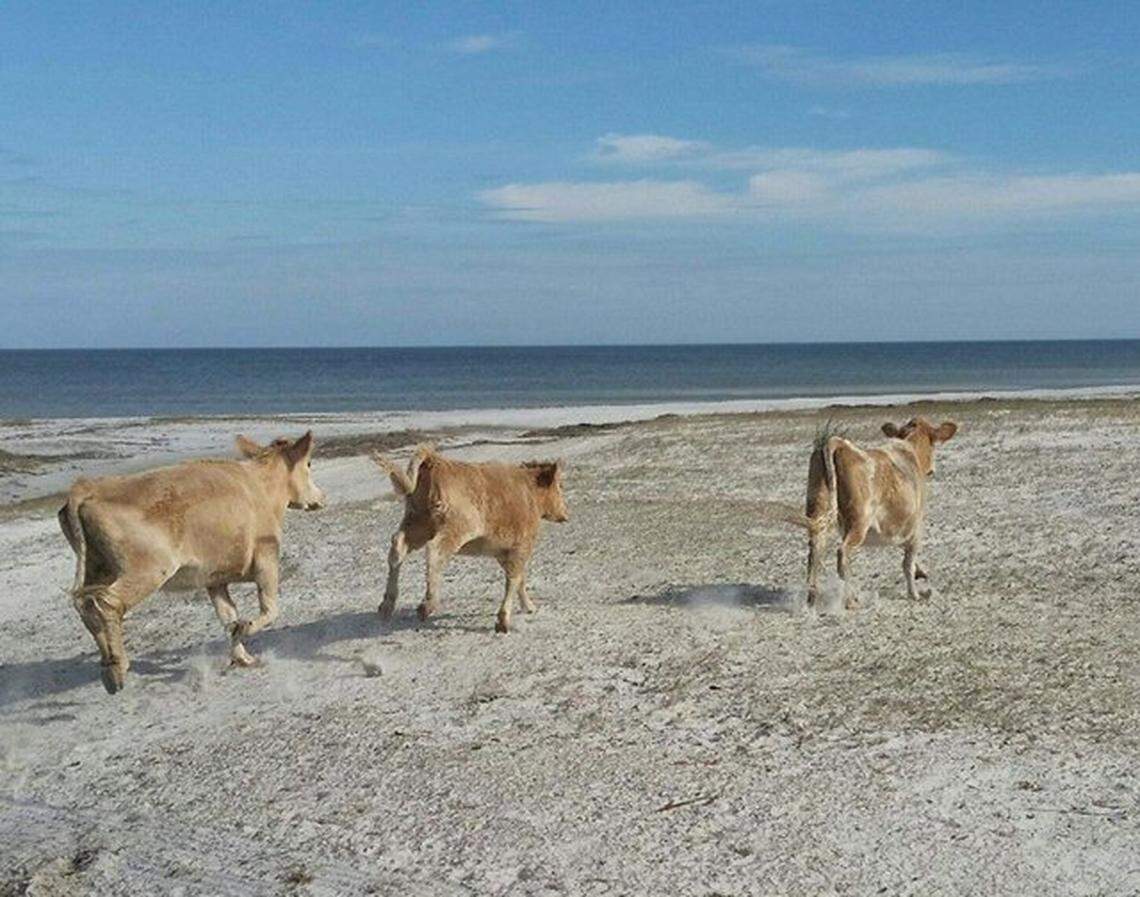 The wild cows kick up their heels and race down the beach on Cedar Island after being released on their home range.