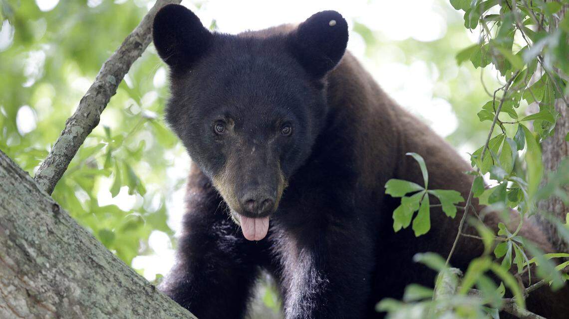 The woman was relaxing on her porch when a mother bear with cubs climbed up and scratched her.