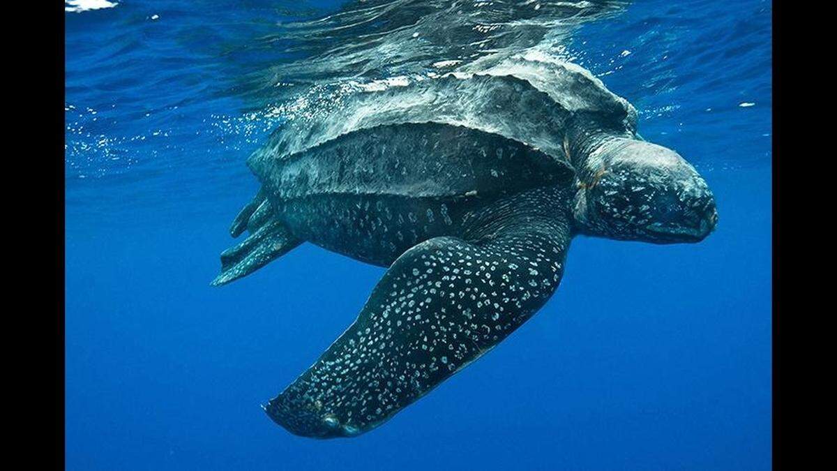 Leatherback sea turtles are the largest turtles in the world, with the largest measuring nearly 10-feet in length, the National Park Service says. This is not a photo of Riptide.