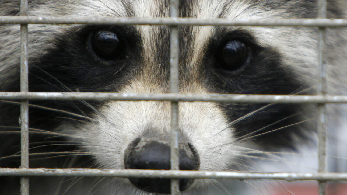 North Carolina family’s dogs euthanized after brawl with a rabid raccoon, police say