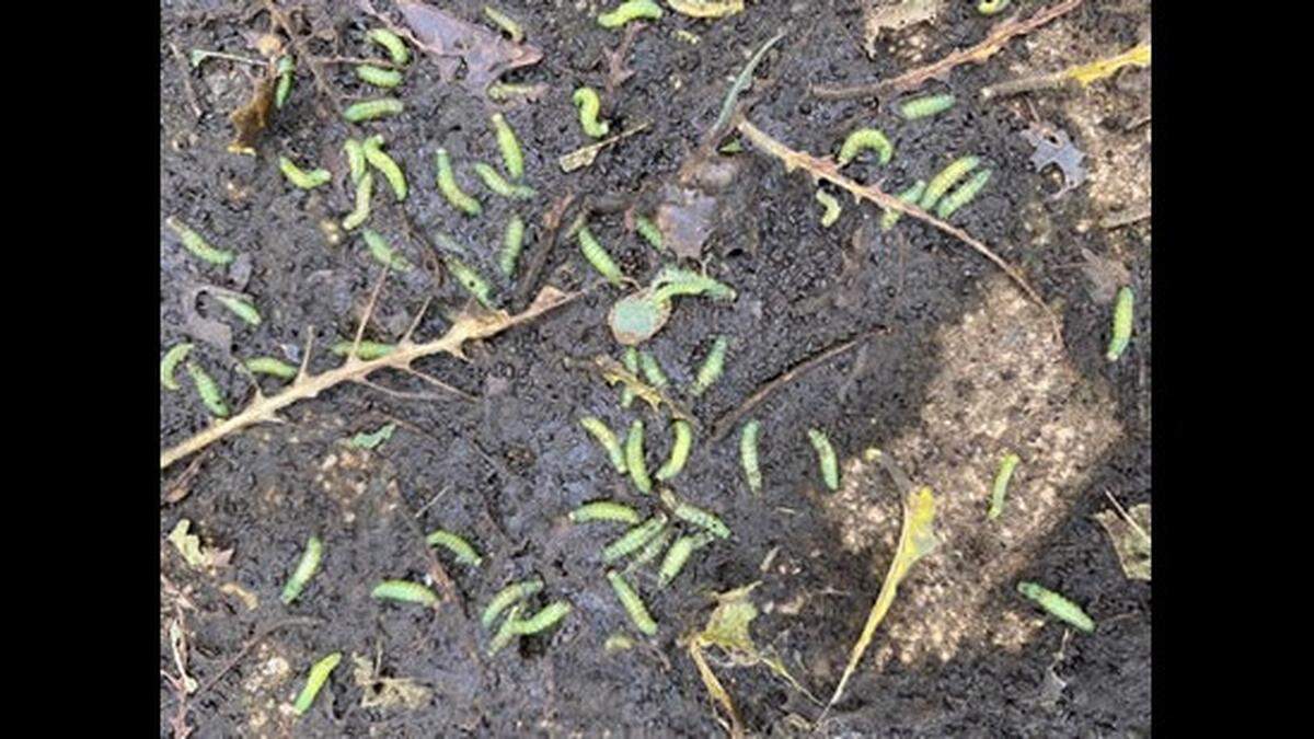 Larva of the elm zigzag sawfly can appear in trees as a green, caterpillar-like larva, NC officials say. The pests can create havoc with elm trees, experts say.