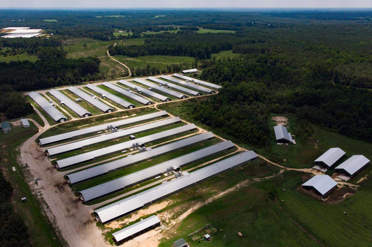 These 500-foot-long chicken houses, which sit off of Jarman Road near the small town of Morven, N.C., are among the dozens of poultry houses that have popped up in Anson County, in recent years.