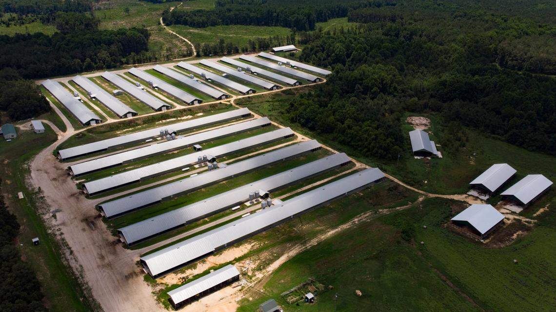 NC lawmakers opened the door to hazards from industrial poultry farming | Opinion