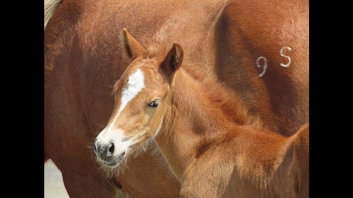 One of those defiant wild horses on the Outer Banks gave birth as Hurricane Dorian was bearing down on the Carolinas.