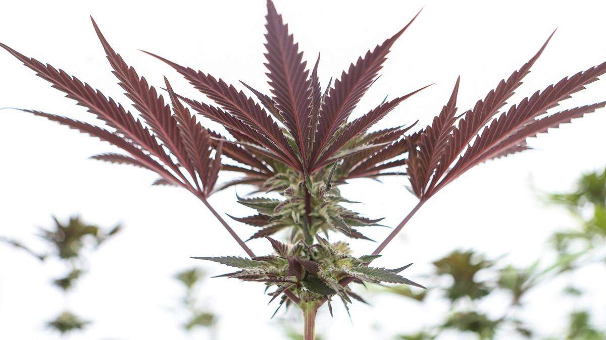 The future of North Carolina’s medical marijuana bill is uncertain. The “Compassionate Care Act,” which would legalize medical, but not recreational marijuana, passed the Senate in March with bipartisan support but has languished in the House.