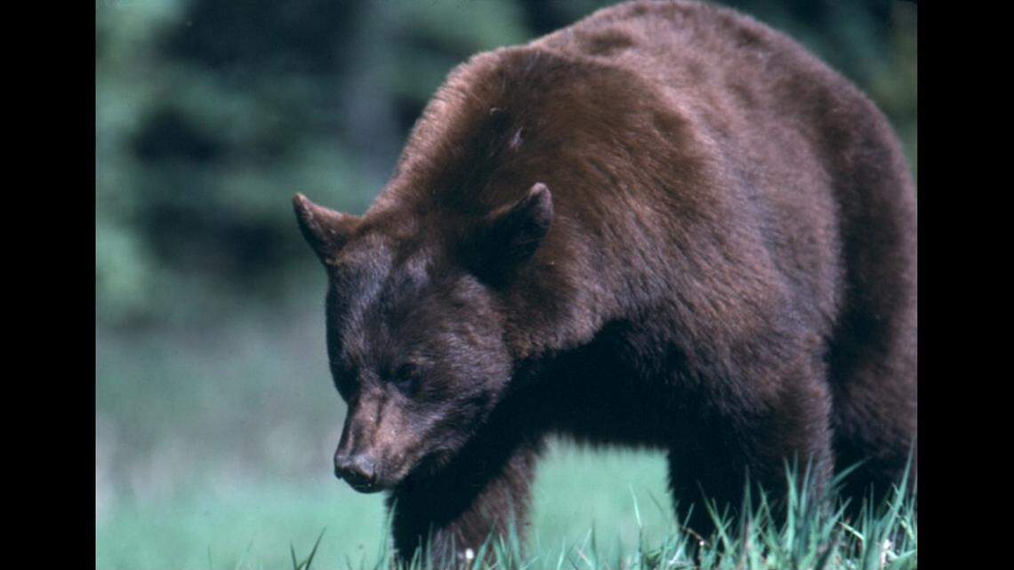 Bear meat served at North Carolina affair infected as many as 10 people with Trichinellosisg, Centers for Disease Control says.