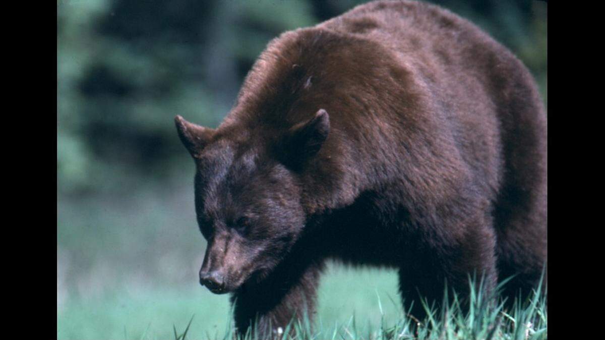 Bear meat served at North Carolina affair infected as many as 10 people with Trichinellosisg, Centers for Disease Control says.