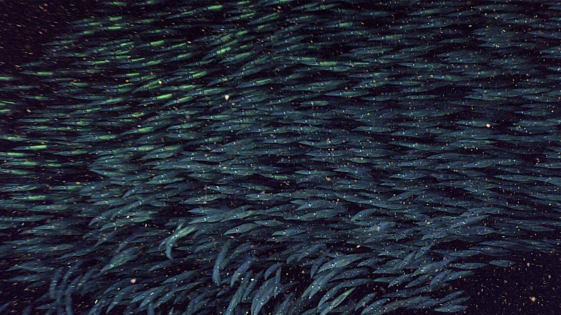 This school of shortfin squid was encountered off the Florida Keys by a NOAA team and it may have numbered more than 1,000.