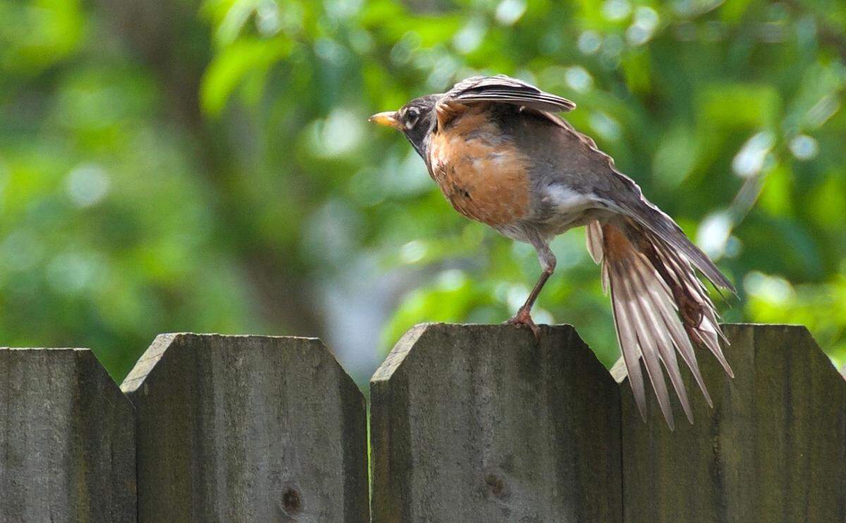 An American Robin prepares to fly from a fence in Charlotte in April 2020.