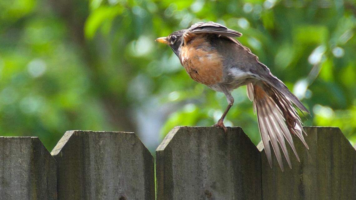 Why am I seeing flocks of birds in my NC yard? We asked an expert