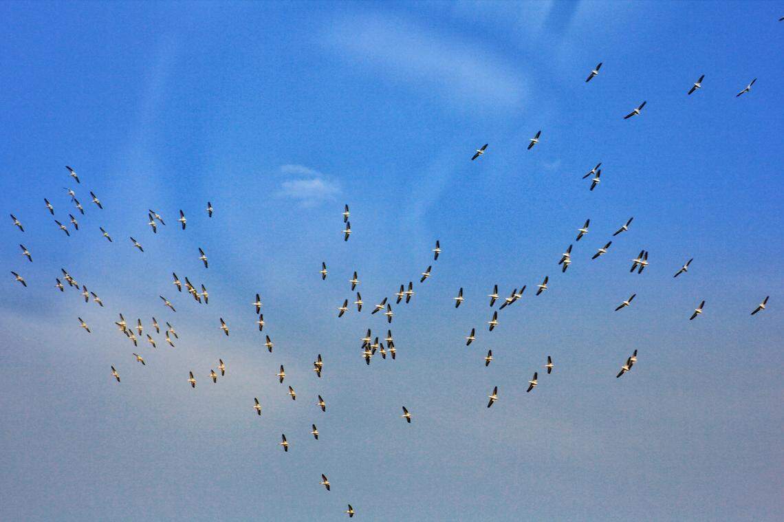 Title: BirdsGroup of birds flying together in Yellowstone National Park June 9, 2024.
