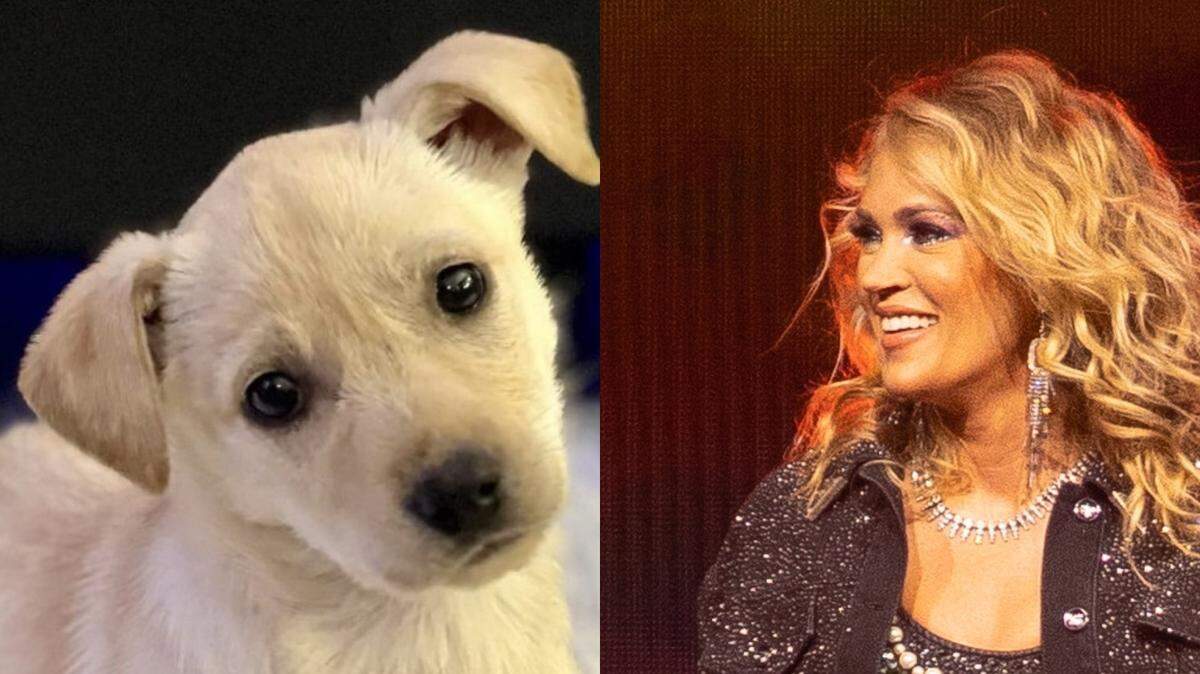 Carrie Underwood’s dog