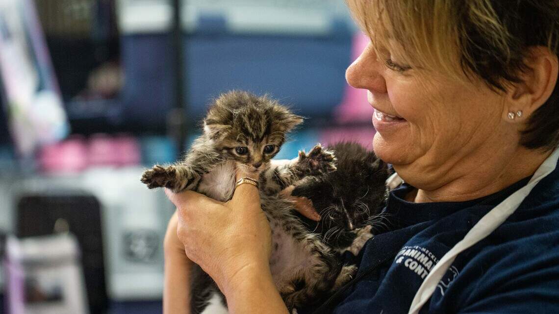 Want to adopt a dog or cat? Here’s how.