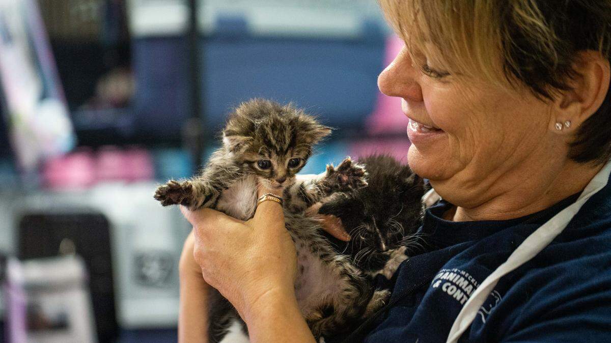 Kathy Winfield, a longtime volunteer at the Charlotte Mecklenburg Police Department’s Animal Care and Control division, holds a couple of kittens before feeding them their meal. Some 200 people volunteer at the shelter’s kitten nursery. 