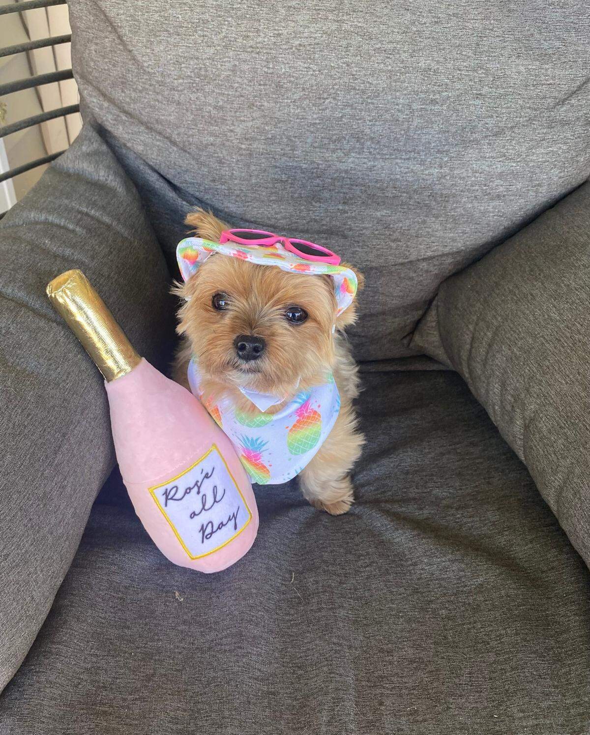 Honey was named a finalist in The Charlotte Observer’s “cutest dog in the Triangle” contest in fall 2024.