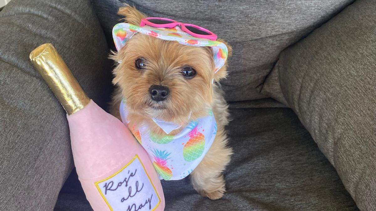 Honey was named a finalist in The Charlotte Observer’s “cutest dog in the Triangle” contest in fall 2024.