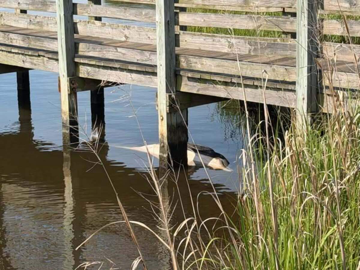 The adult female was discovered June 6, floating in Wilson Bay near Jacksonville, officials said.